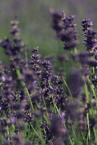 Close-up of purple flowering plants on field