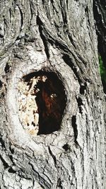 Full frame shot of tree trunk