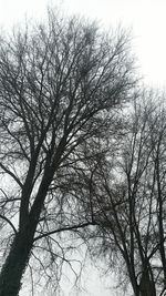 Low angle view of bare tree against clear sky