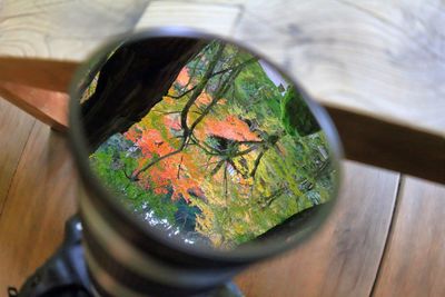 Close-up view of autumn leaf