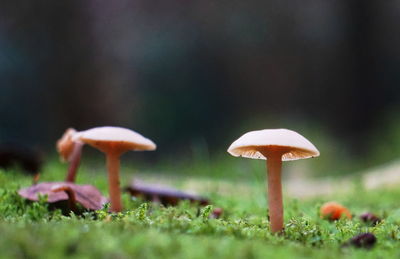 Close-up of mushroom growing on field