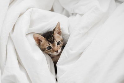 High angle view of cat resting on bed