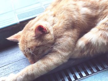 High angle view of cat sleeping