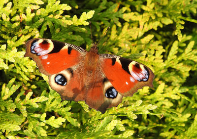 Close-up of butterfly on leaf