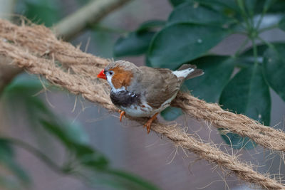 Close-up of bird perching on branch