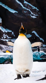 Close-up of penguin