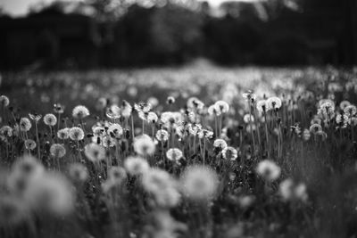 Flowers growing in field