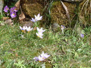 Close-up of crocus blooming on field