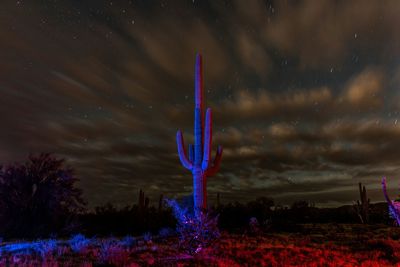 Firework display at night