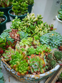 High angle view of succulent plants in market