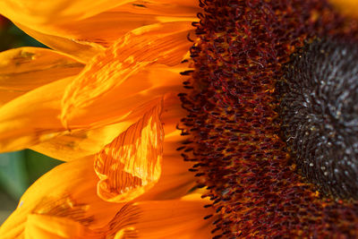 Close-up of orange sunflower
