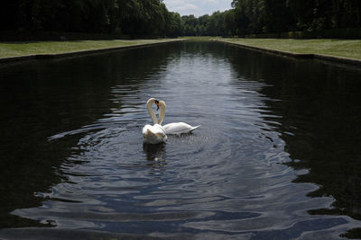 Two swans on a lake flirting and circling each other