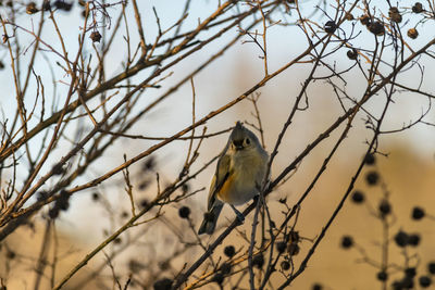 Close-up of bird perching on branch against sky