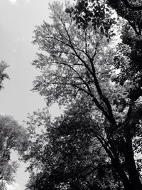 Low angle view of trees against sky