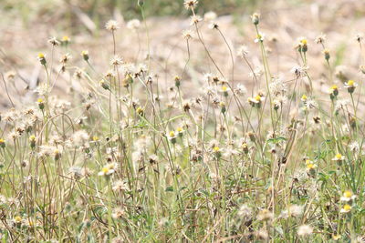 Wildflowers growing on grassy field
