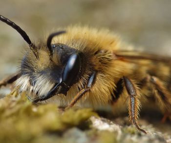 Close-up of bee