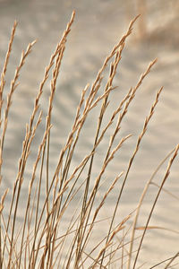 Close-up of stalks in field against sky