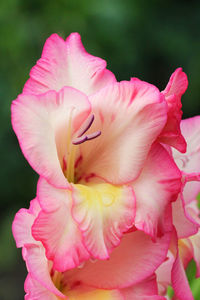 Close-up of pink flower