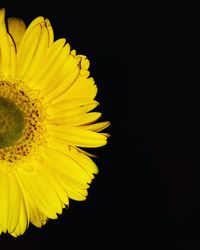 Close-up of fresh sunflower blooming against black background