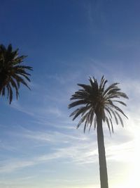 Low angle view of palm trees against sky