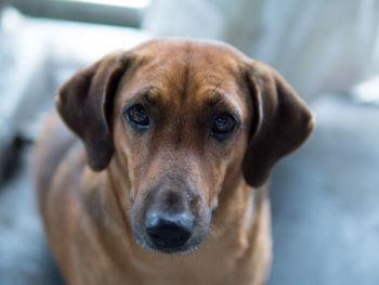 Close-up portrait of dog