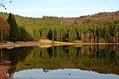 Reflection of trees in water