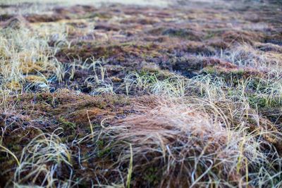 Plants growing on field