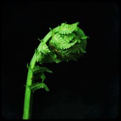 Close-up of green plant against black background