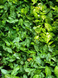 Full frame shot of fresh green leaves