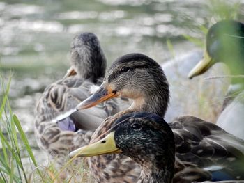 Ducks in a lake