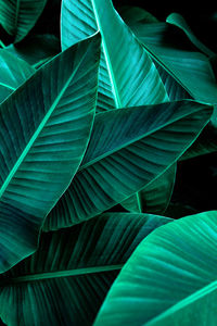 Full frame shot of green leaves