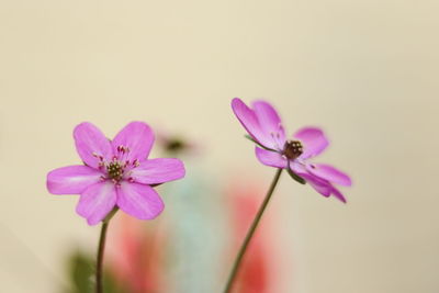 Close-up of pink flowers