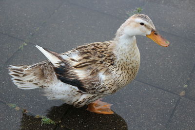 High angle view of bird on street