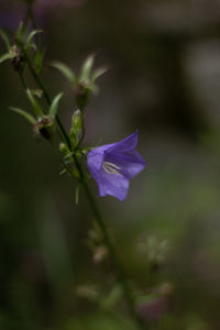 Close-up of purple flowering plant