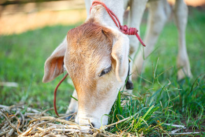 Close-up of a horse on field