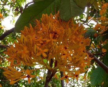 Low angle view of blooming tree