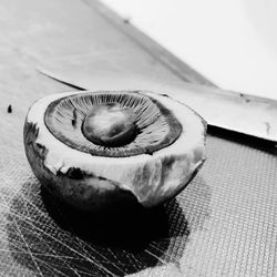 High angle view of shell on table