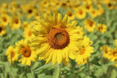 Close-up of fresh sunflowers blooming in field