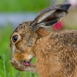 Close-up of lepus europaeus