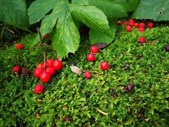 Close-up of red berries growing on tree