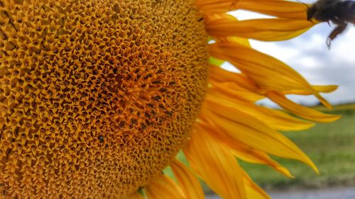 Close-up of sunflower