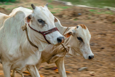 animal