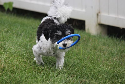 High angle view of puppy on field