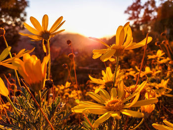 Close-up of yellow flowering plants on field against sky during sunset