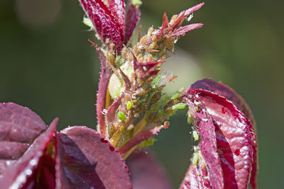 Close-up of pink flowering plant