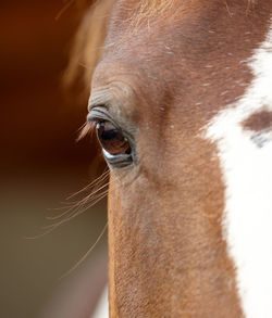 Close-up of a horse