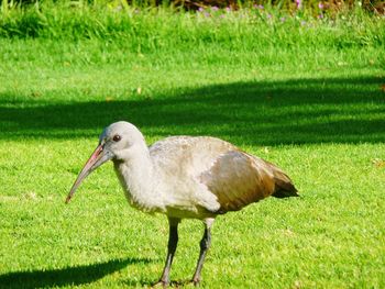 Duck on field