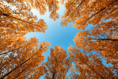 Low angle view of autumnal trees against sky