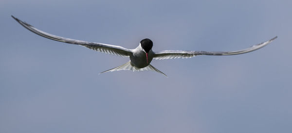 Close-up of an animal