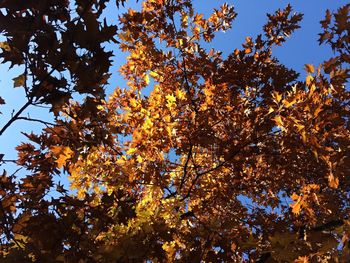 Low angle view of tree against sky